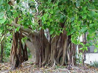 Ficus benghalensis